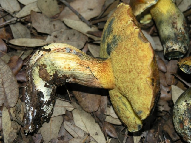 Boletus...???